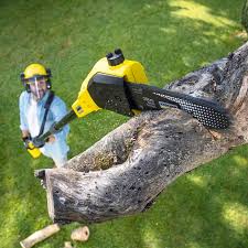 Best Lawn Disease Treatment  in Essexville, MI