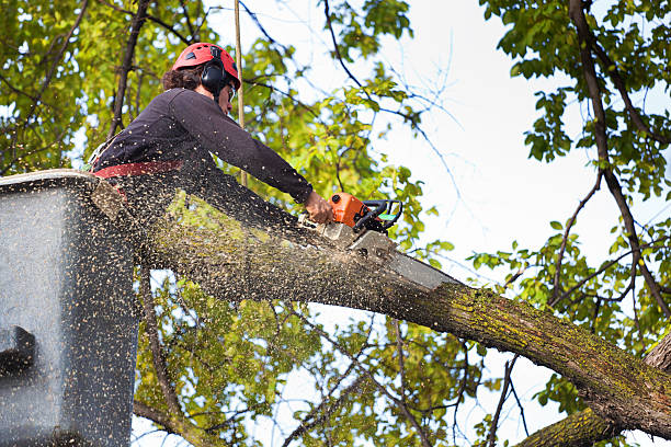 Best Tree and Shrub Care  in Essexville, MI